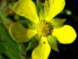 Potentilla