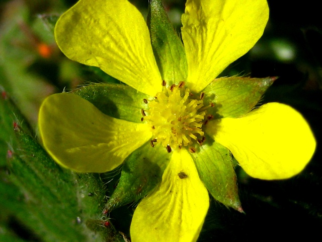 Image of genus Potentilla specimen.