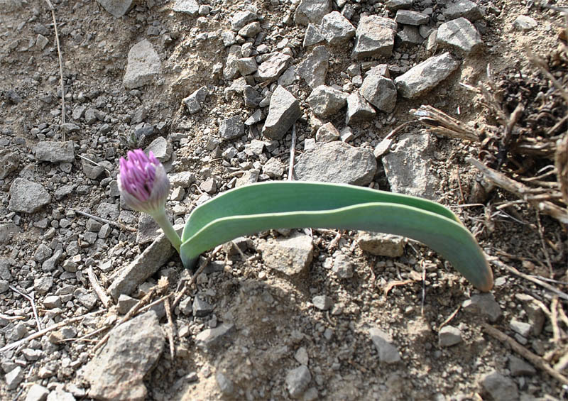 Image of Allium akaka specimen.