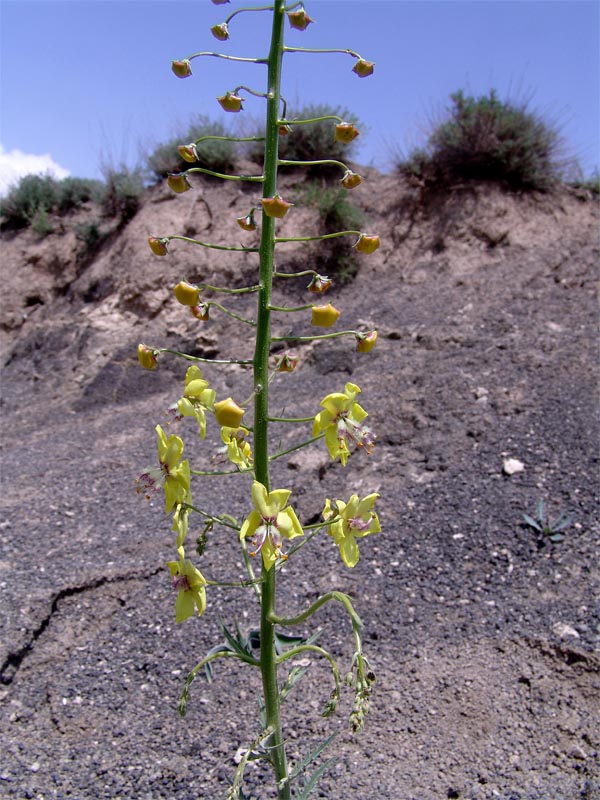 Изображение особи Verbascum nudicaule.