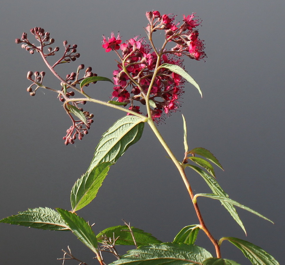 Изображение особи Spiraea japonica.