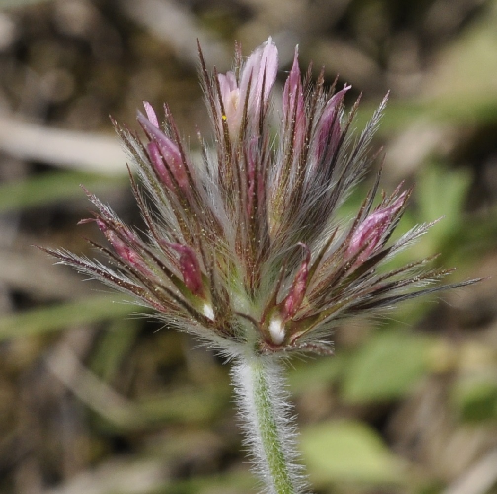 Изображение особи Trifolium stellatum.