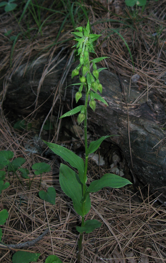 Изображение особи Epipactis distans.