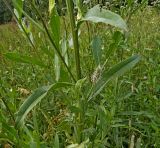 Cirsium setosum. Средняя часть растения. Московская обл., Лотошинский р-н, окр. дер. Савостино. 02.07.2012.