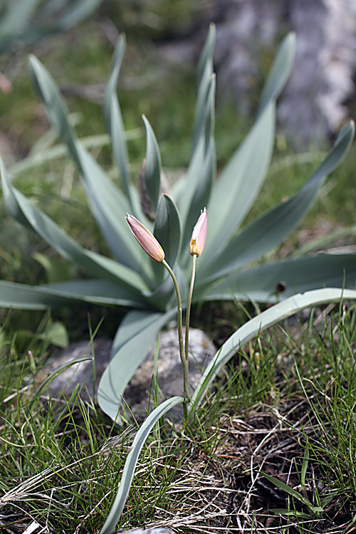 Image of Tulipa bifloriformis specimen.