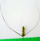 Carex neurocarpa
