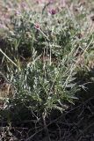 genus Astragalus. Прикорневая розетка листьев с сухими прошлогодними стеблями. Южный Казахстан, горы Каракус; высота 910 м н.у.м. 20.04.2012.