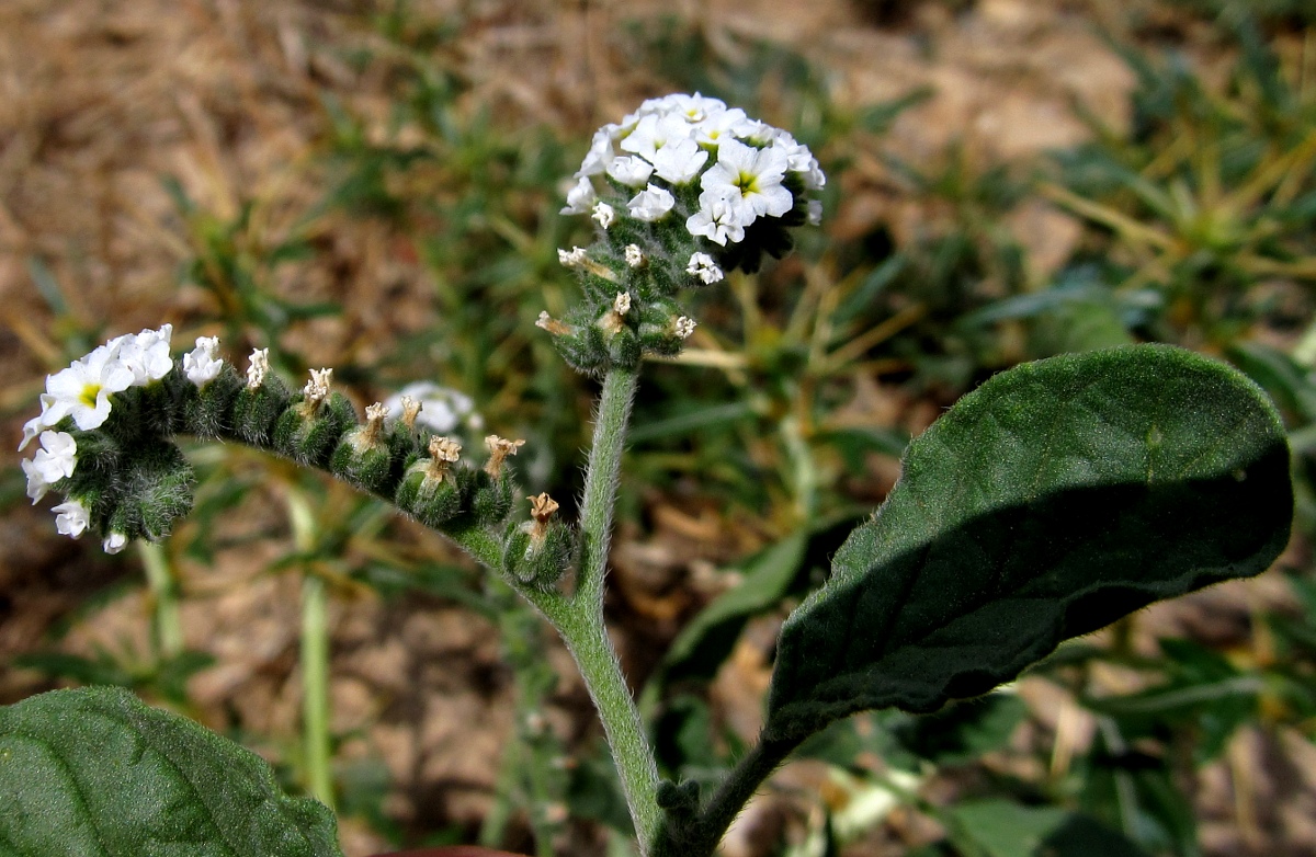 Изображение особи Heliotropium europaeum.