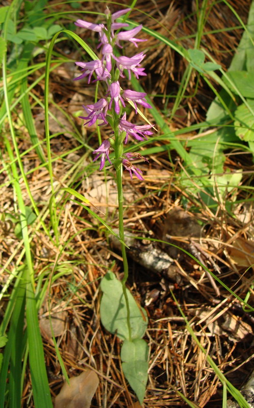 Image of Neottianthe cucullata specimen.