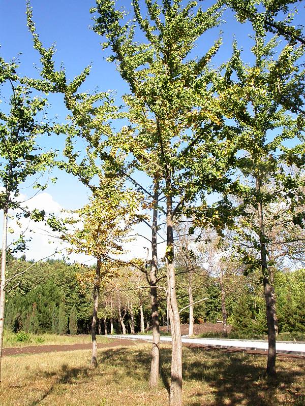 Image of Ginkgo biloba specimen.