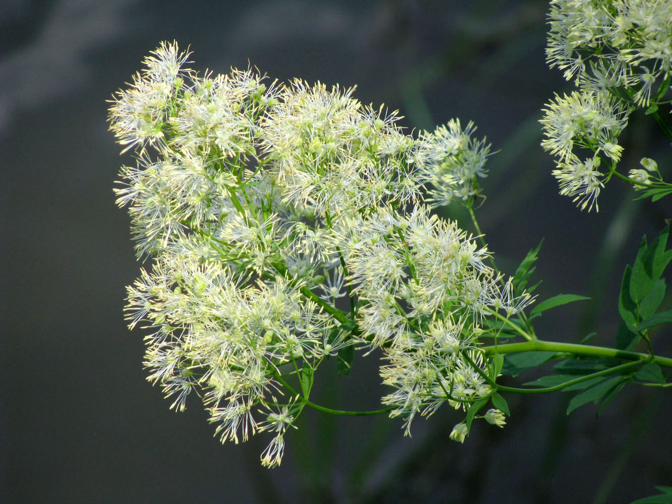 Image of Thalictrum flavum specimen.