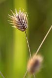 Eremopyrum triticeum