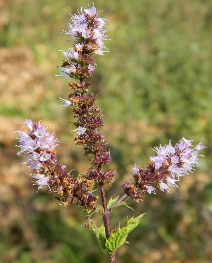 Image of Mentha &times; piperita specimen.