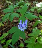 Aconitum axilliflorum