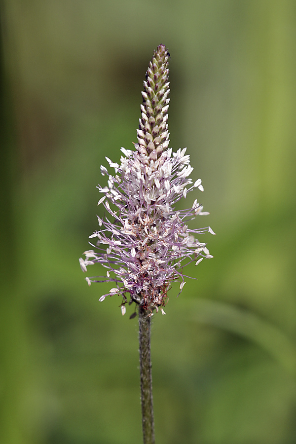 Изображение особи Plantago media.