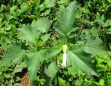 Datura stramonium. Отцветающее растение. Испания, Каталония, г. Барселона, гора Монжуик. 23.06.2012.