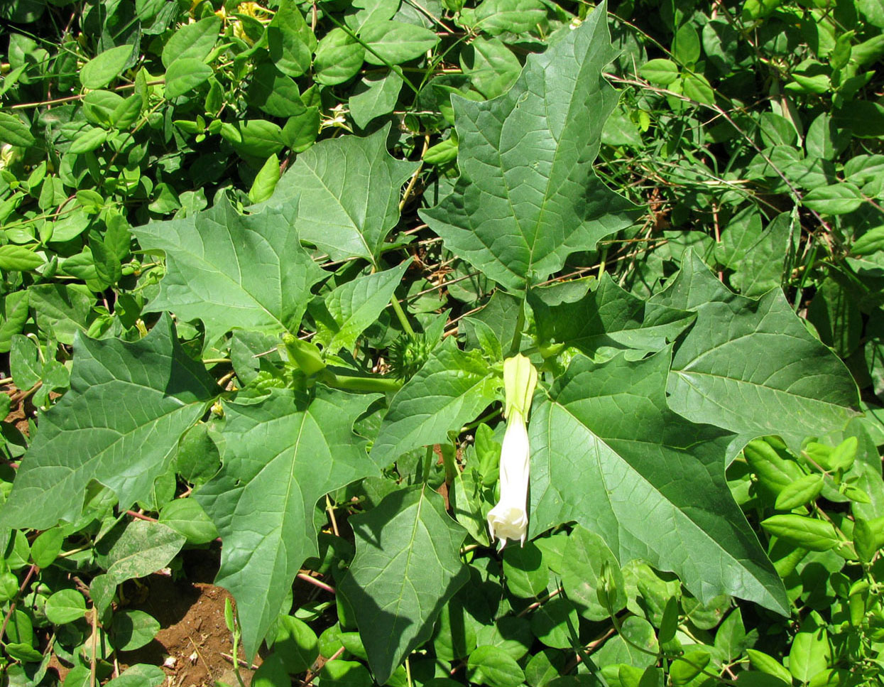 Изображение особи Datura stramonium.