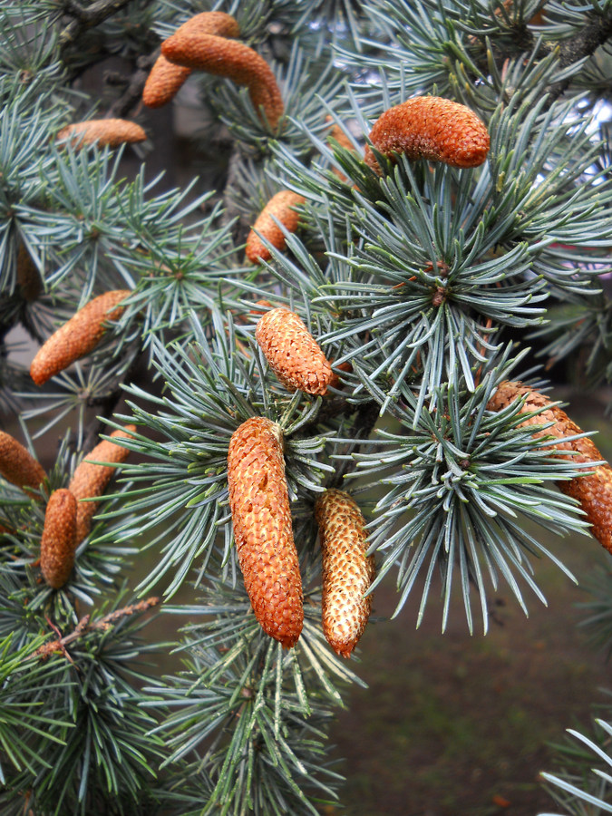 Изображение особи Cedrus libani.