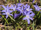 Chionodoxa luciliae