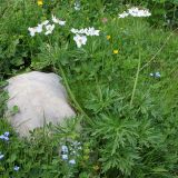 Anemonastrum fasciculatum. Цветущее растение. Республика Адыгея, плато Лаго-Наки. 23.07.2012.