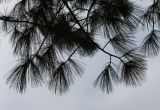 Pinus strobus. Ветвь. Германия, г. Кемпен, в культуре. 09.11.2012.