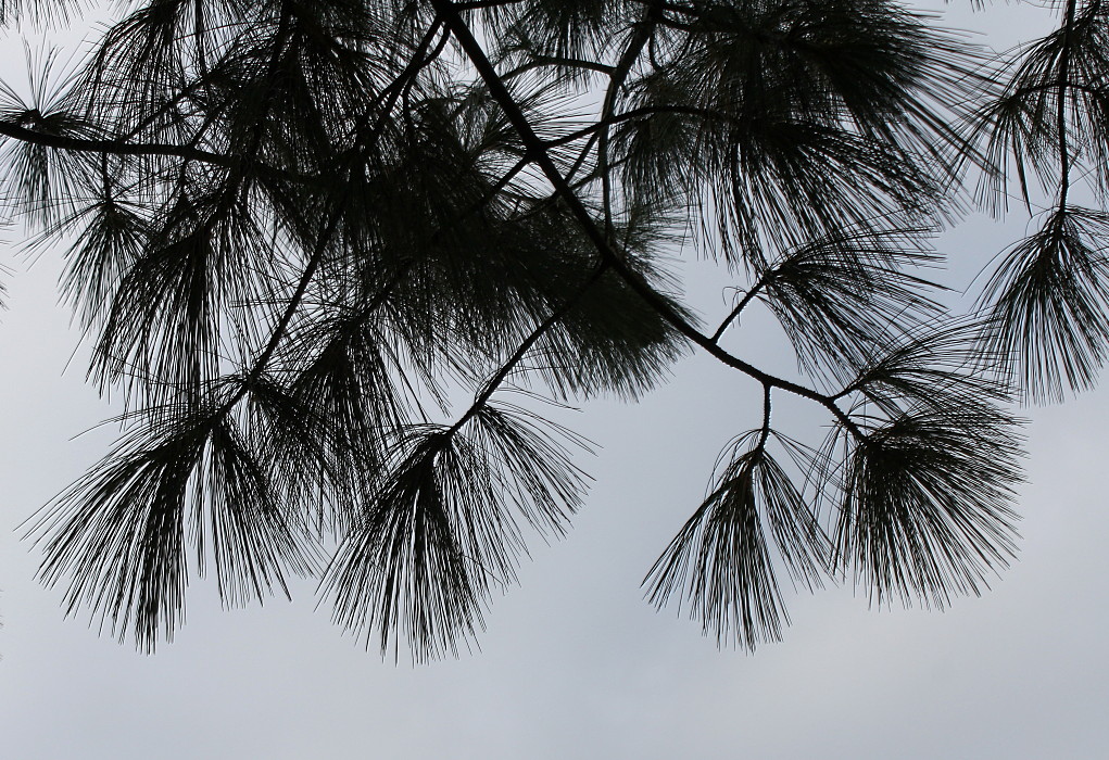 Image of Pinus strobus specimen.