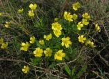 Ranunculus polyrhizos. Цветущее растение. Саратовская обл., Саратовский р-н, в каменистой степи на плакорном участке. 21 апреля 2012 г.