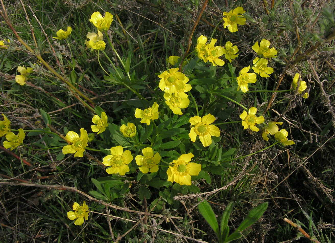 Изображение особи Ranunculus polyrhizos.