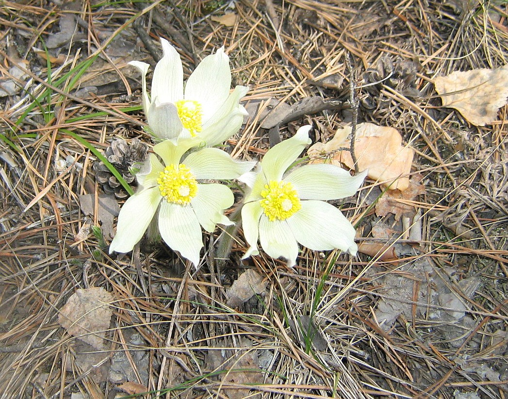 Изображение особи Pulsatilla multifida.