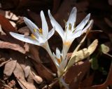 Colchicum antilibanoticum. Цветущее растение. Israel, Mount Hermon, Mann Valley. 12.11.2006.