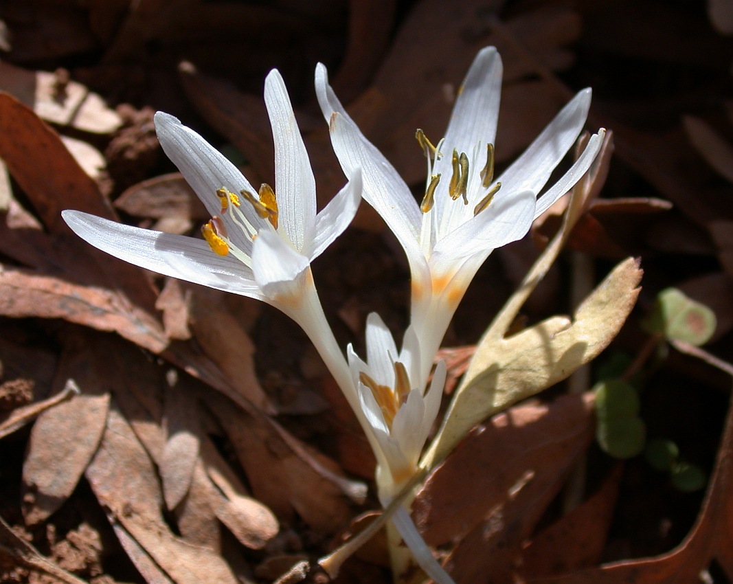 Image of Colchicum antilibanoticum specimen.