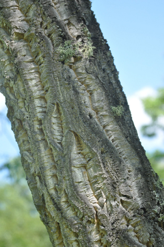 Изображение особи Phellodendron amurense.