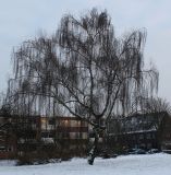 Betula pendula. Отдельно стоящее покоящееся старое дерево. Германия, г. Кемпен, в парке. 18.01.2013.