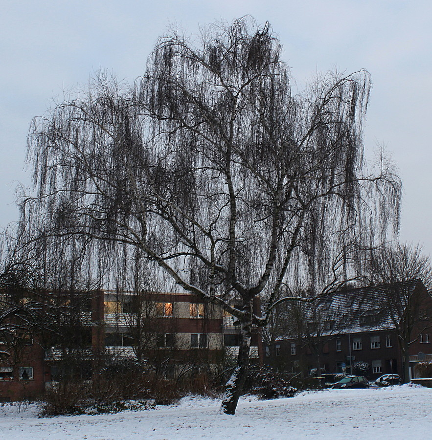 Image of Betula pendula specimen.