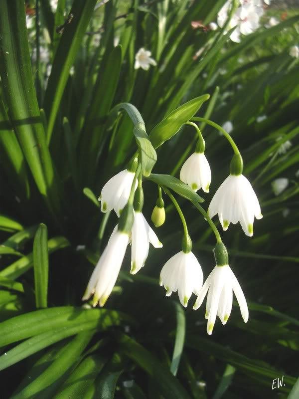 Image of Leucojum aestivum specimen.