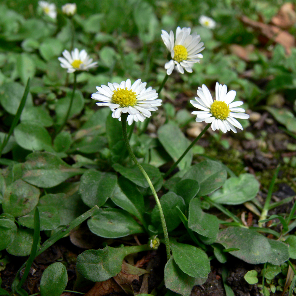 Изображение особи Bellis perennis.