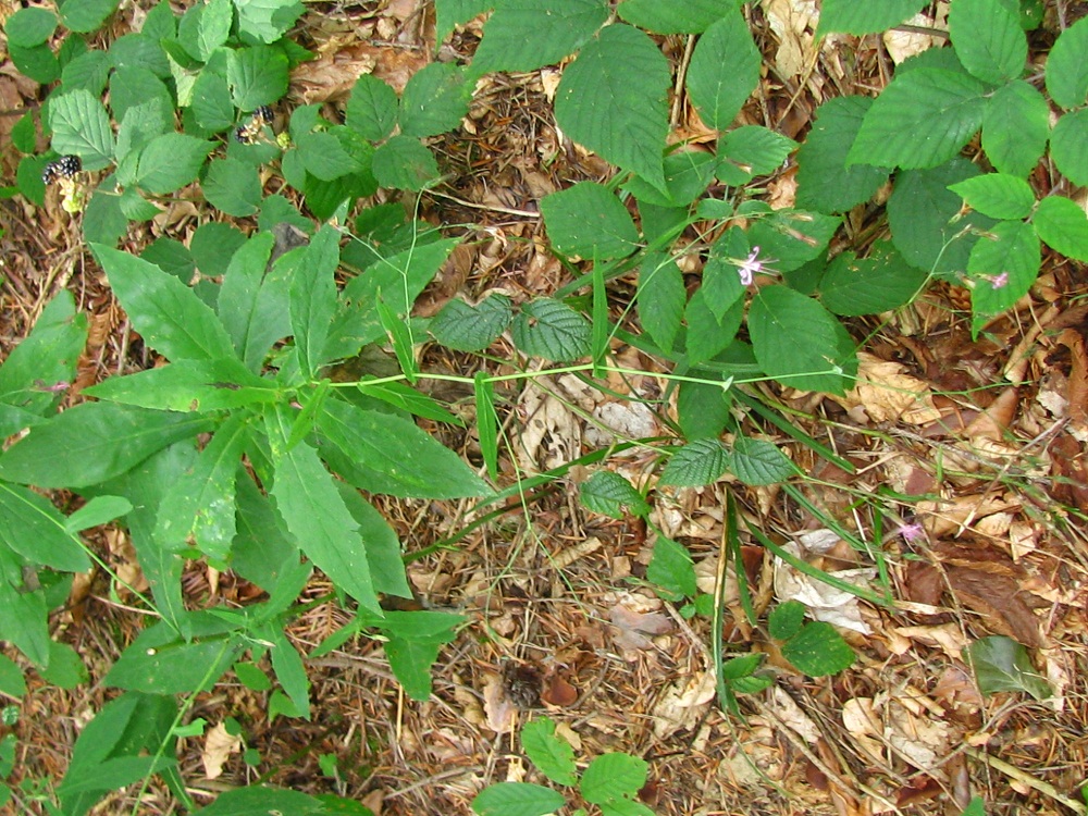 Image of Prenanthes purpurea specimen.