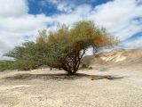 Ochradenus baccatus. Цветущее растение, выросшее рядом со стволом Acacia tortilis. Израиль, центральная Арава, предгорье. 18.03.2013.