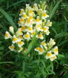 род Linaria