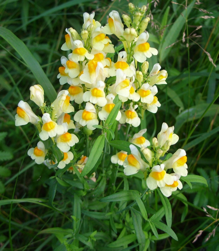 Image of genus Linaria specimen.