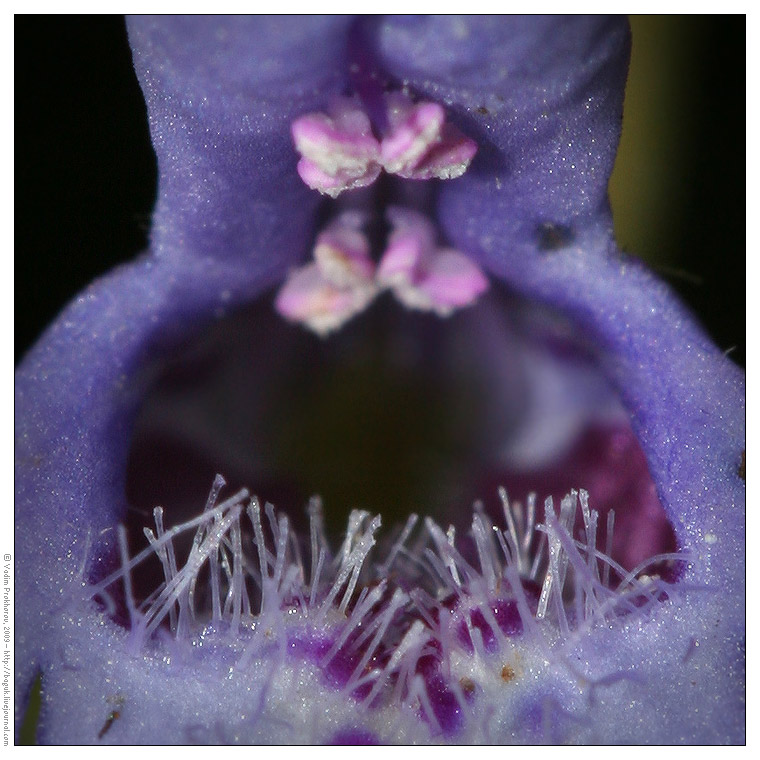 Image of Glechoma hederacea specimen.