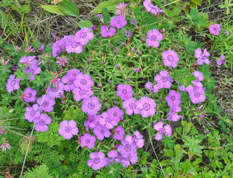 Image of Dianthus chinensis specimen.