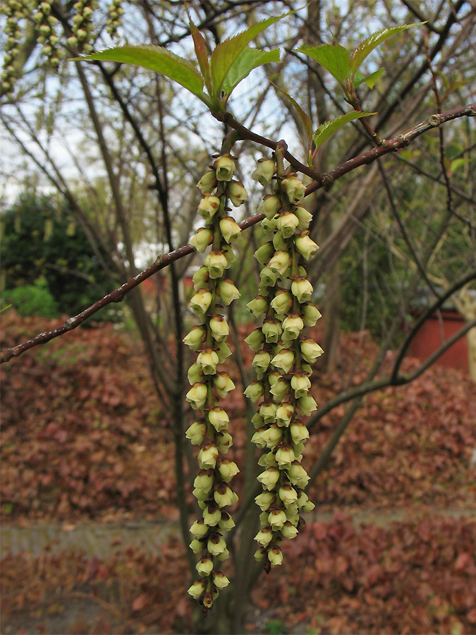 Image of Stachyurus praecox specimen.