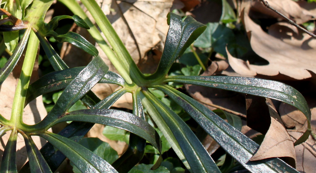 Изображение особи Helleborus foetidus.