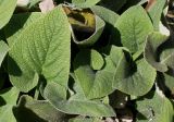 Phlomis russeliana