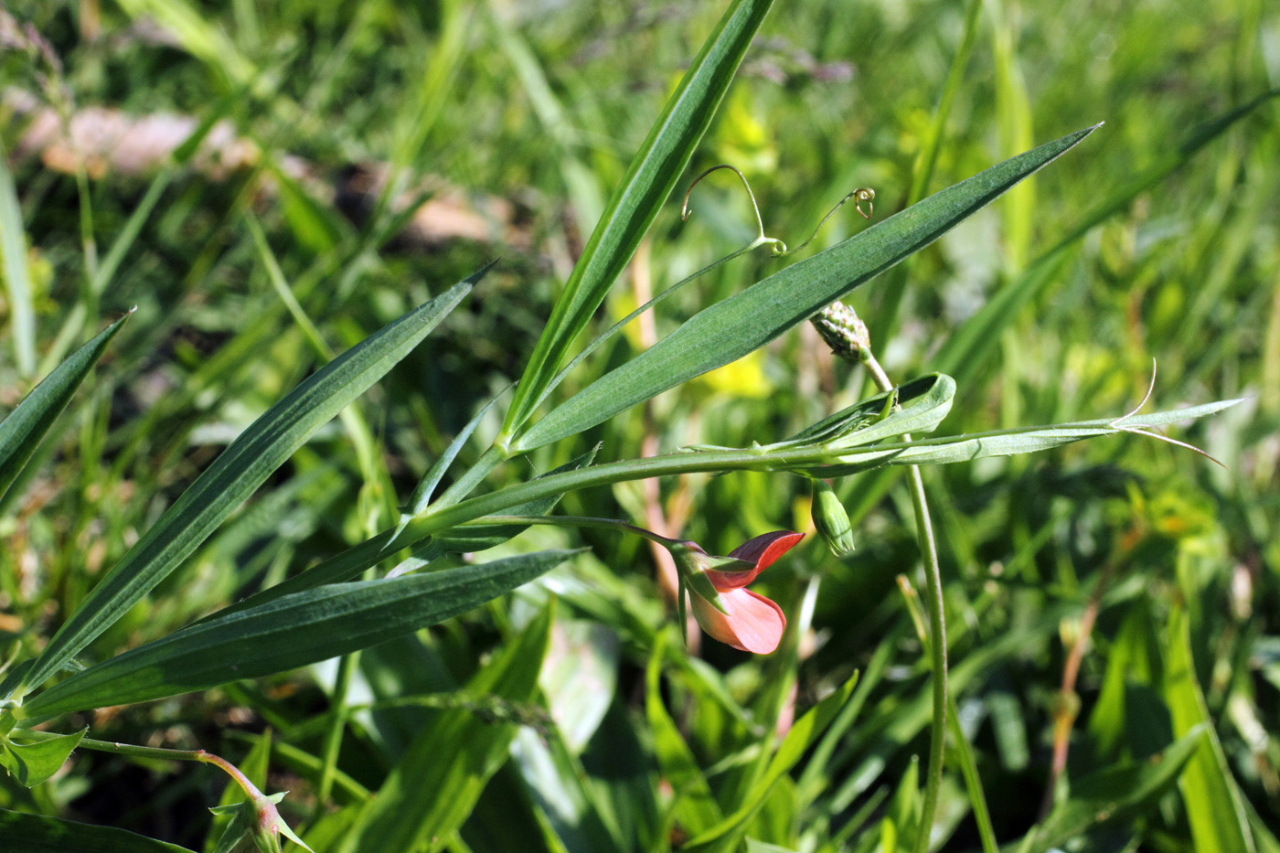 Изображение особи Lathyrus cicera.