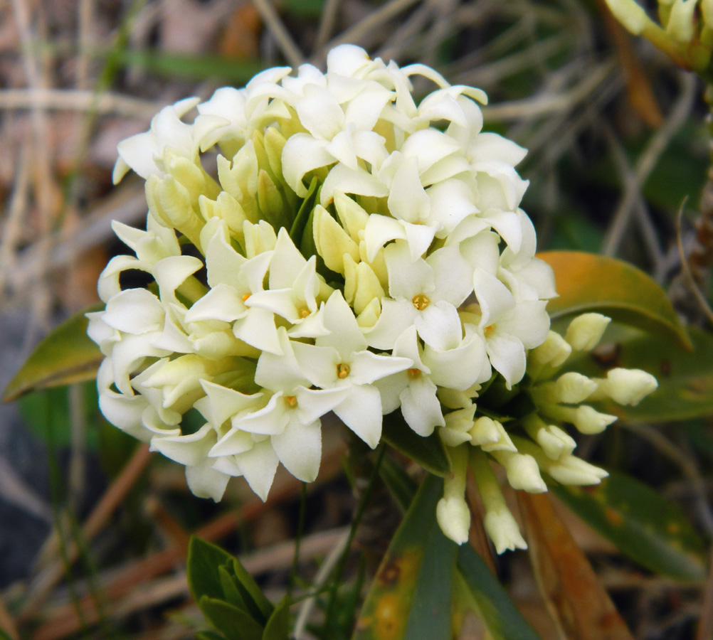 Image of Daphne glomerata specimen.