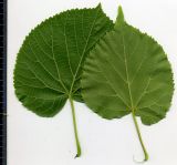 род Tilia