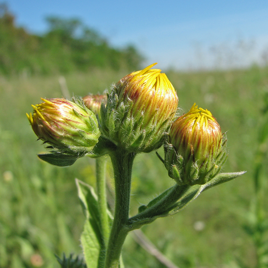 Изображение особи Inula oculus-christi.