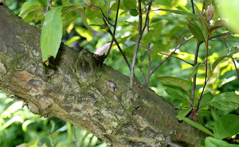 Image of genus Malus specimen.